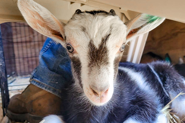 Camping with Goats