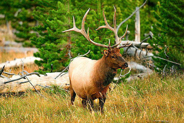 Elk