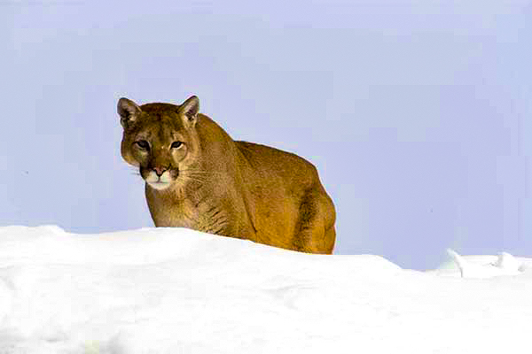 Mountain Lion