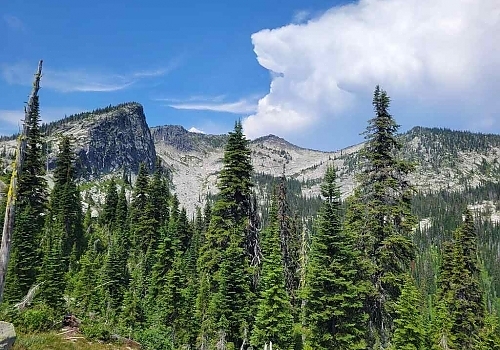 View o fmountains and pine trees 
