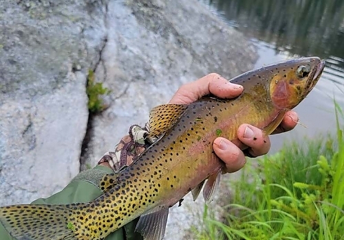 Close-up view of fish in hand caught on fishing trip